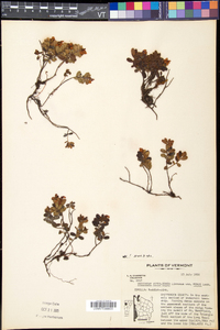 Vaccinium vitis-idaea subsp. minus image