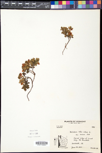 Vaccinium vitis-idaea image