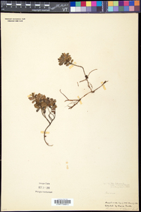 Vaccinium vitis-idaea subsp. minus image