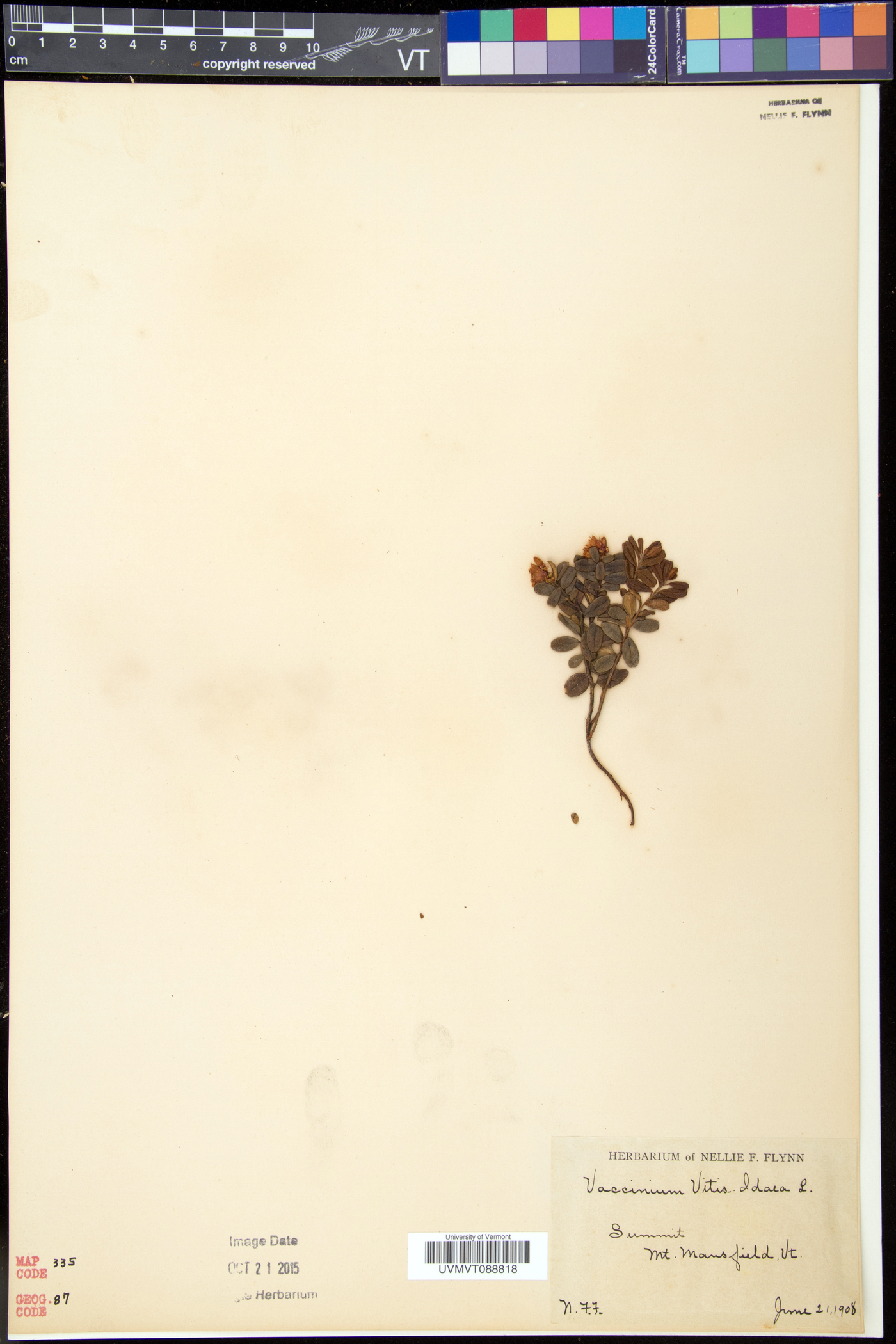 Vaccinium vitis-idaea subsp. minus image