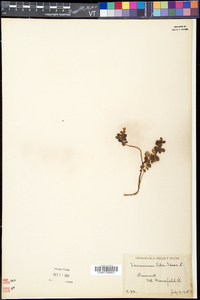 Vaccinium vitis-idaea image