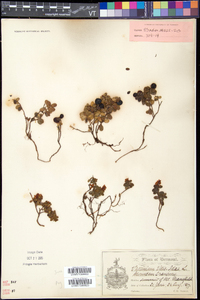 Vaccinium vitis-idaea image