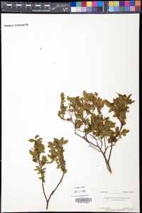 Vaccinium cespitosum image