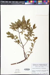 Vaccinium angustifolium image