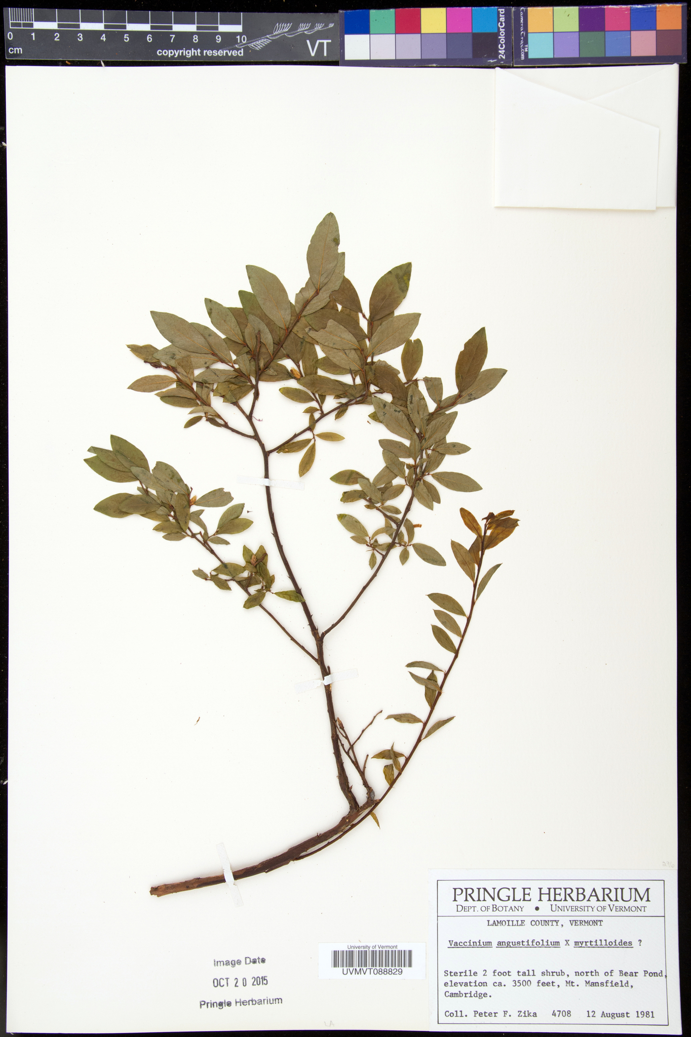 Vaccinium angustifolium var. myrtilloides image