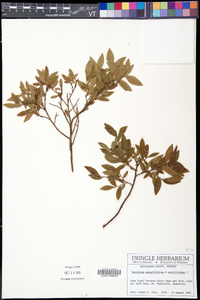 Vaccinium angustifolium image