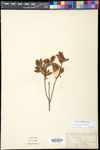 Vaccinium angustifolium image