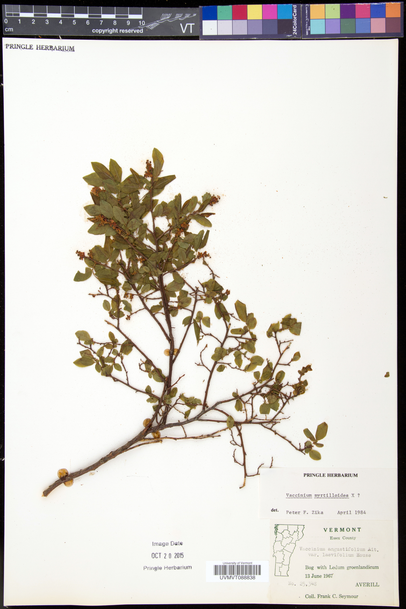 Vaccinium angustifolium var. myrtilloides image