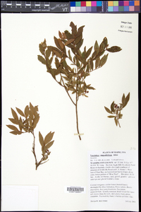 Vaccinium angustifolium image