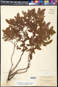 Vaccinium angustifolium image