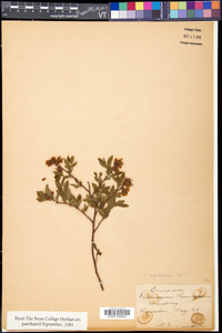 Vaccinium angustifolium image