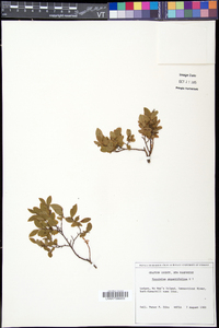 Vaccinium angustifolium image