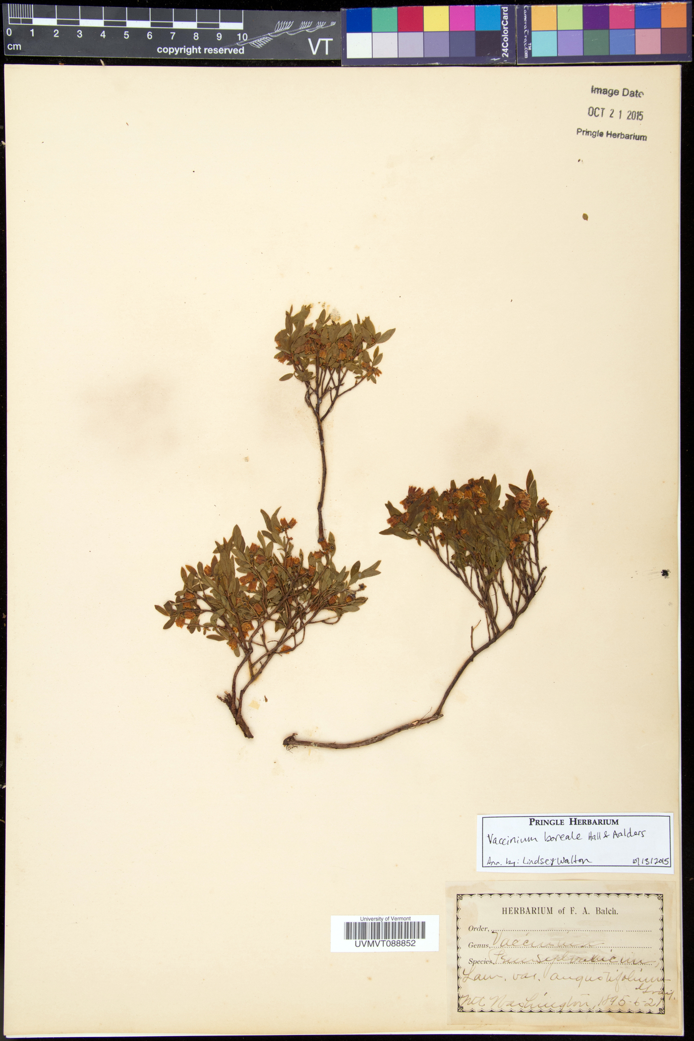 Vaccinium boreale image