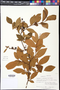 Vaccinium fuscatum image