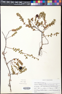 Vaccinium macrocarpon image