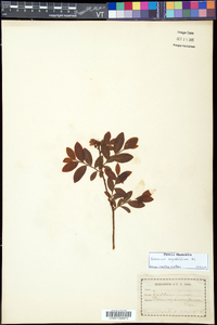 Vaccinium angustifolium image