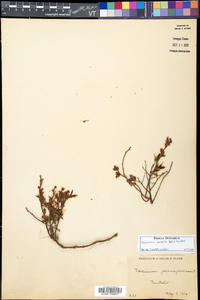 Vaccinium boreale image