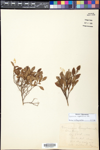 Vaccinium angustifolium image