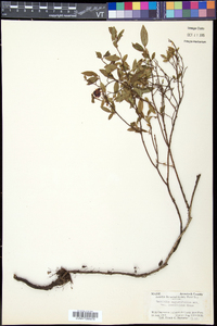 Vaccinium angustifolium image