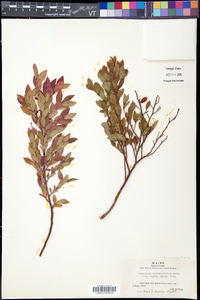 Vaccinium angustifolium image