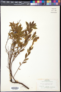 Vaccinium angustifolium image