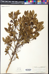 Vaccinium fuscatum image