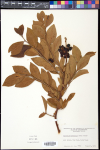 Vaccinium fuscatum image