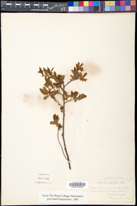 Vaccinium myrtilloides image