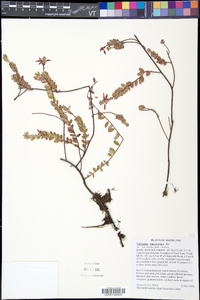 Vaccinium macrocarpon image