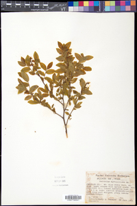 Vaccinium myrtilloides image