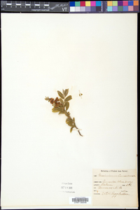 Vaccinium myrtilloides image