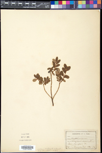 Vaccinium uliginosum image