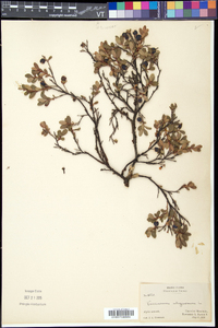 Vaccinium uliginosum image