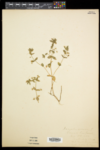 Lysimachia arvensis image