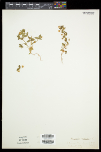 Lysimachia arvensis image