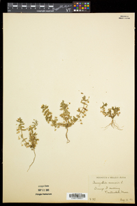 Lysimachia arvensis image