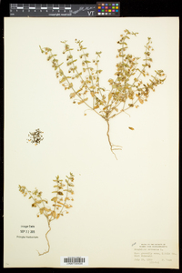 Lysimachia arvensis image