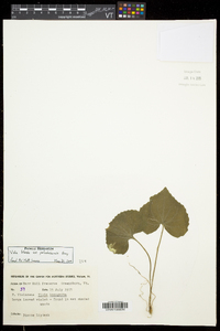 Viola blanda var. palustriformis image