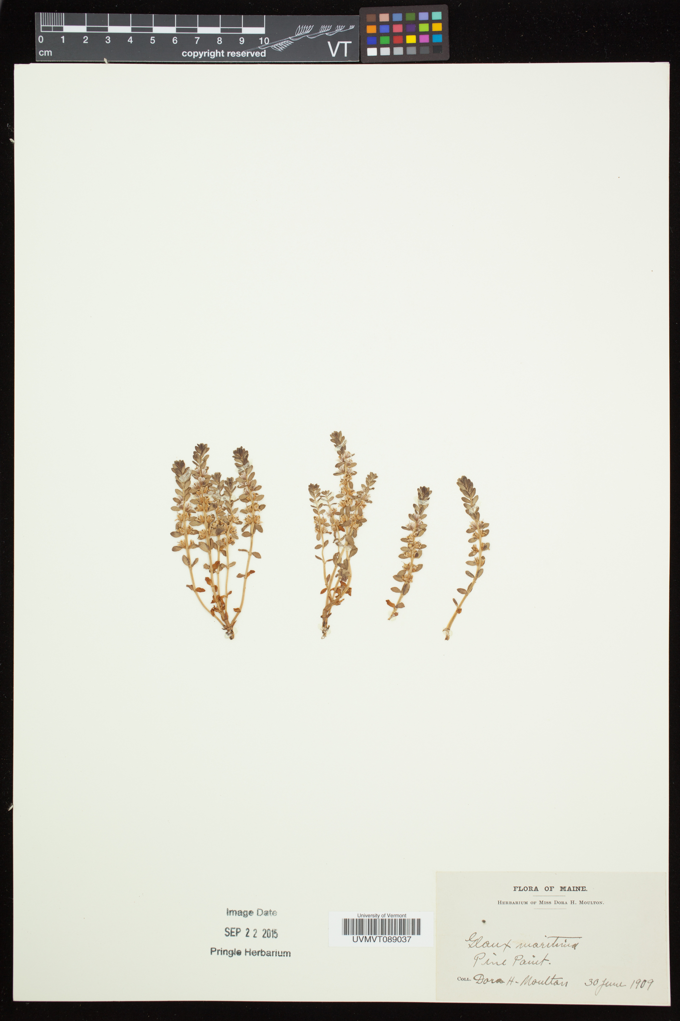 Lysimachia maritima image