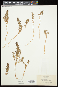 Lysimachia maritima image