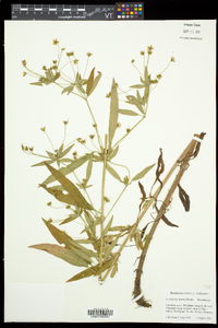 Lysimachia hybrida image