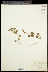 Lysimachia nummularia image