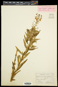 Lysimachia × producta image