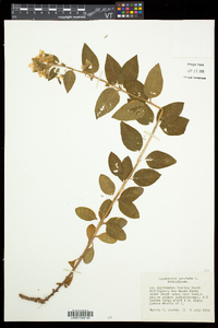 Lysimachia punctata image