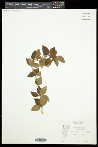 Lysimachia punctata image