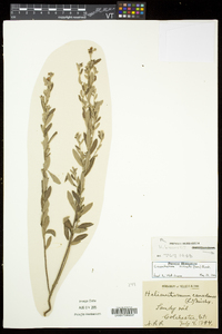 Crocanthemum bicknellii image