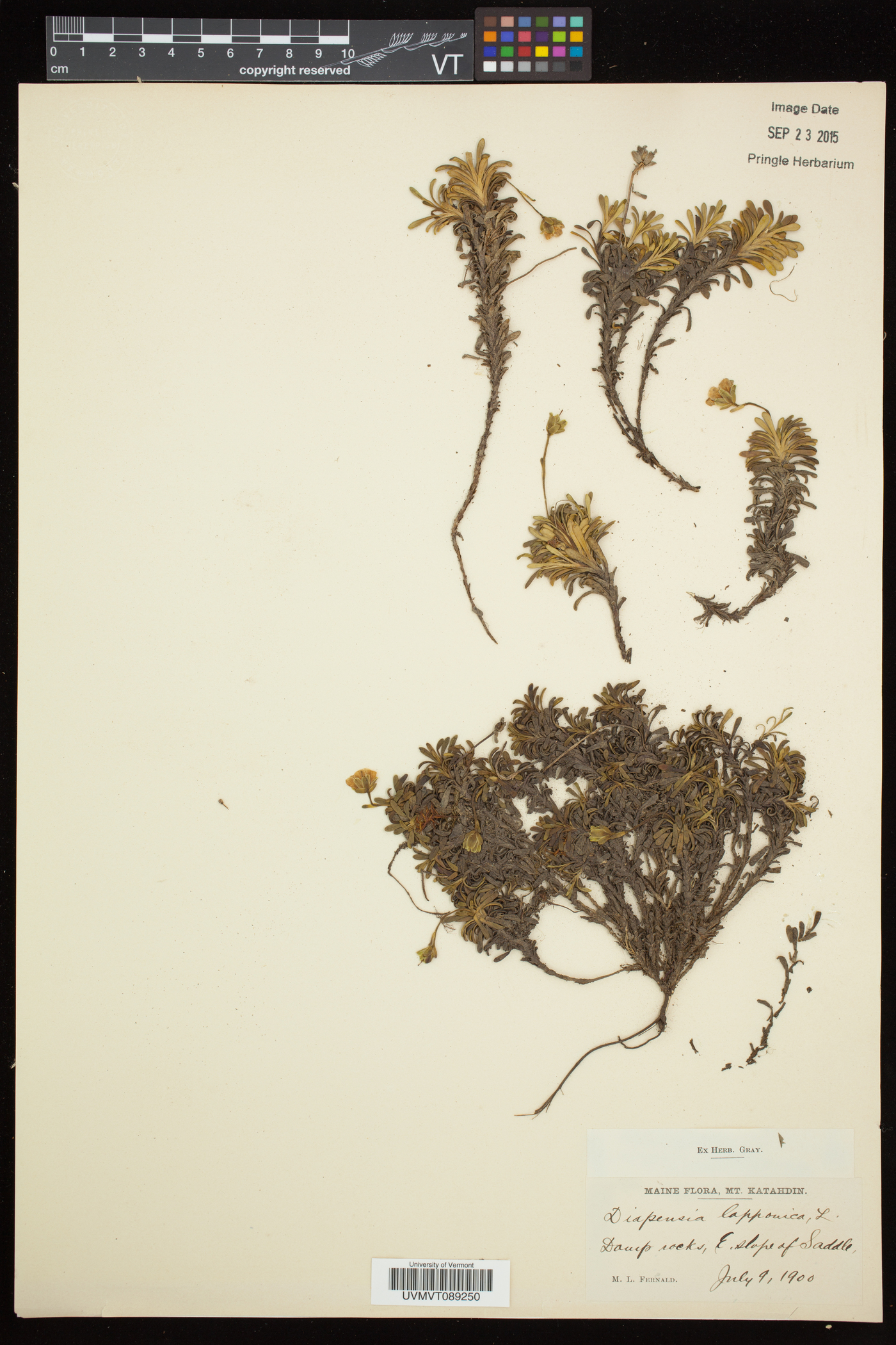 Diapensia lapponica image