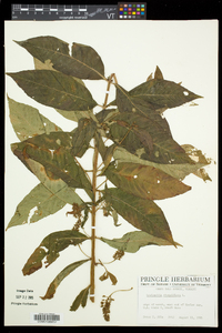 Lysimachia thyrsiflora image