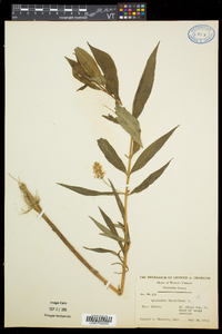 Lysimachia thyrsiflora image