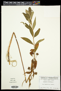 Lysimachia thyrsiflora image